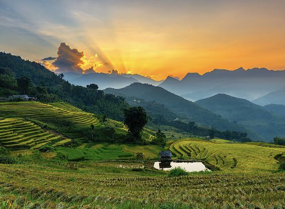 Sapa harvest season